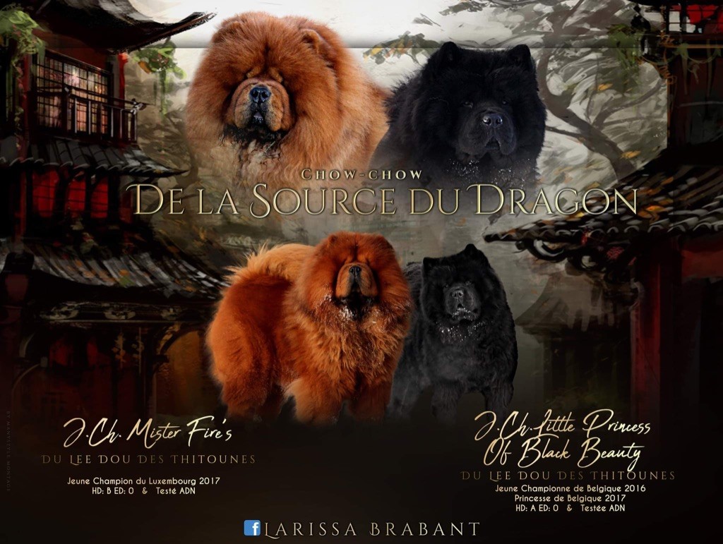 La source du dragon - Chow Chow - Portée née le 12/07/2020