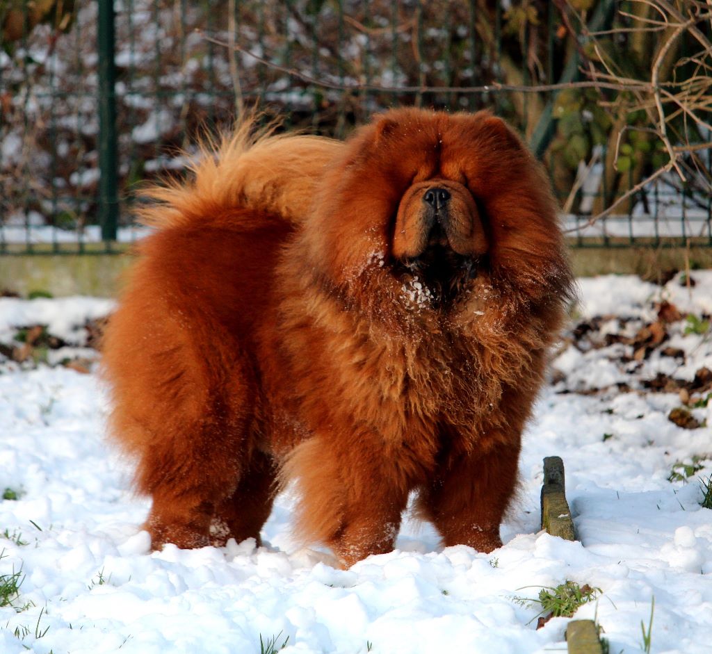 CH. Mister fire's tiger du lee dou des thitounes